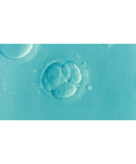 Embryo 1514192 1280