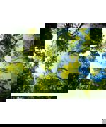 Pexels Valiphotos 589802